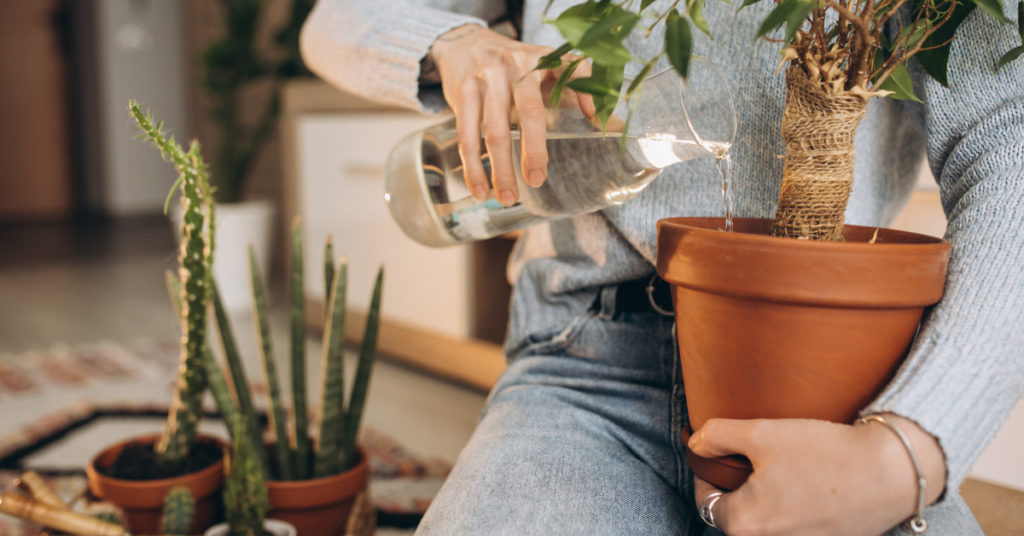 Claves para limpiar las plantas de acuerdo al tipo de hojas