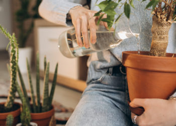 Claves para limpiar las plantas de acuerdo al tipo de hojas