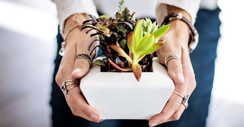 Plantas perfectas para tu oficina o espacio de trabajo en casa: consigue un lugar más natural, verde y sano